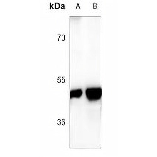 GFAP Mouse Monoclonal Antibody(C3682)