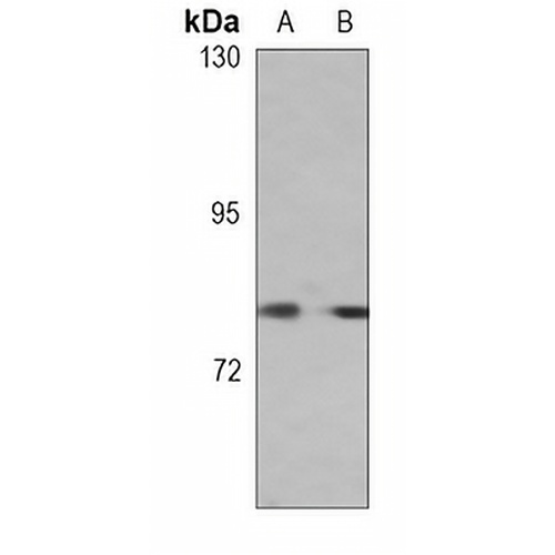 HGF Mouse Monoclonal Antibody(C3684)