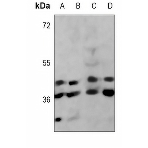 FDPS Mouse Monoclonal Antibody(C3685)