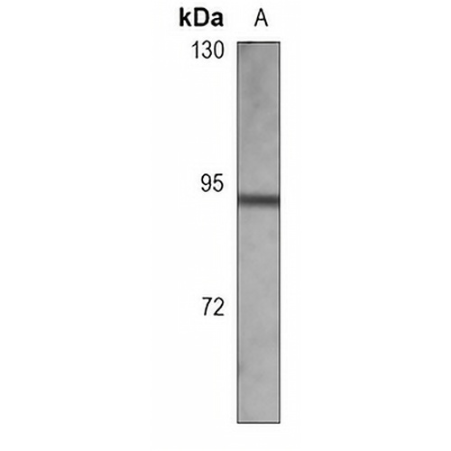 Gamma-catenin Mouse Monoclonal Antibody(C3688)