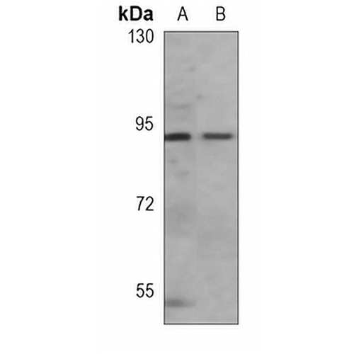 B-RAF Mouse Monoclonal Antibody(C3689)