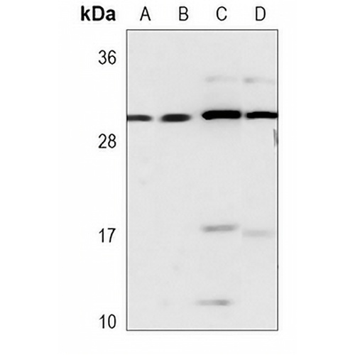RPA2 Mouse Monoclonal Antibody(C3696)