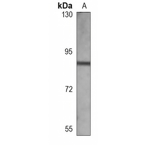 CD44 Mouse Monoclonal Antibody(C3699)