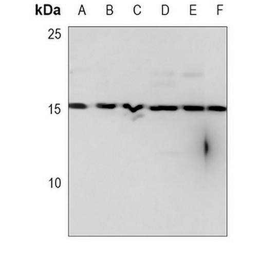 Histone H2A.X Mouse Monoclonal Antibody(C3700)