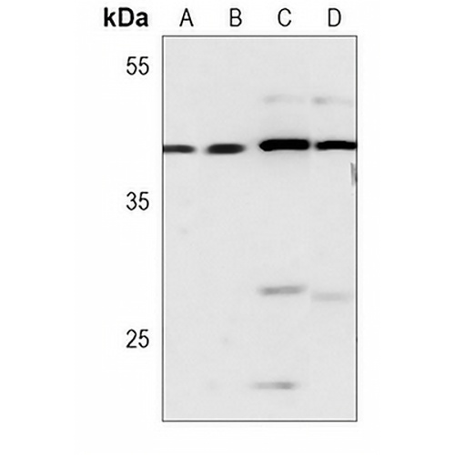 CREB Mouse Monoclonal Antibody(C3701)