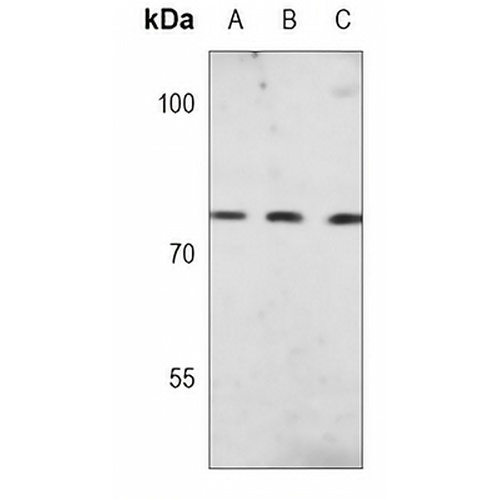 Calpain 2 Mouse Monoclonal Antibody(C3707)