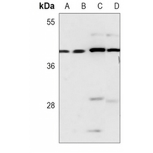 RCC1 Mouse Monoclonal Antibody(C3714)