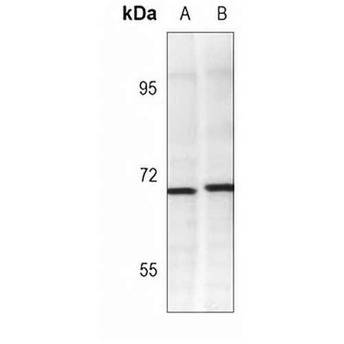CD138 Mouse Monoclonal Antibody(C3715)