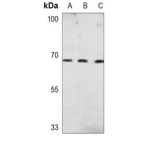 PKR Mouse Monoclonal Antibody(C3716)