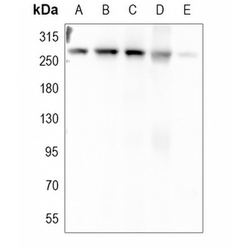 Filamin A Mouse Monoclonal Antibody(C3724)
