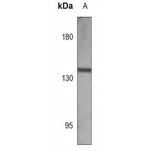 MDR3 Mouse Monoclonal Antibody(C3725)