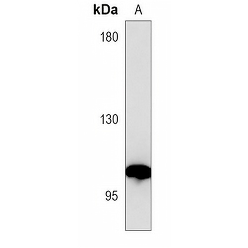 CD15 Mouse Monoclonal Antibody(C3729)