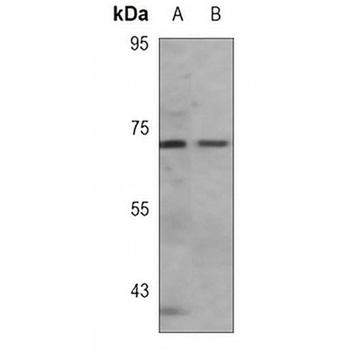 Acetylcholinesterase Mouse Monoclonal Antibody(C3730)