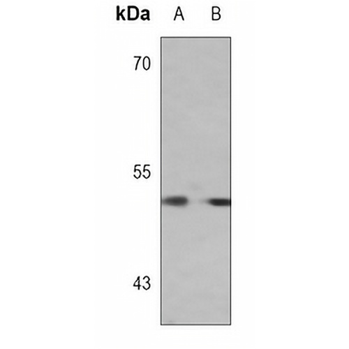 USF1 Mouse Monoclonal Antibody(C3731)