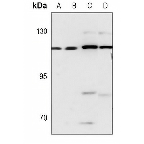 c-CBL Mouse Monoclonal Antibody(C3733)
