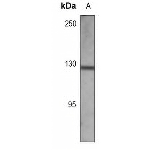 CD49f Mouse Monoclonal Antibody(C3734)