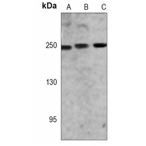 Rpb1 CTD Mouse Monoclonal Antibody(C3740)
