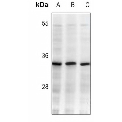 CDK2 Mouse Monoclonal Antibody(C3741)