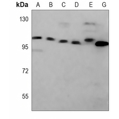 MCM3 Mouse Monoclonal Antibody(C3742)