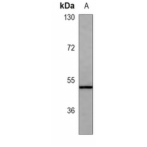PAX6 Mouse Monoclonal Antibody(C3746)