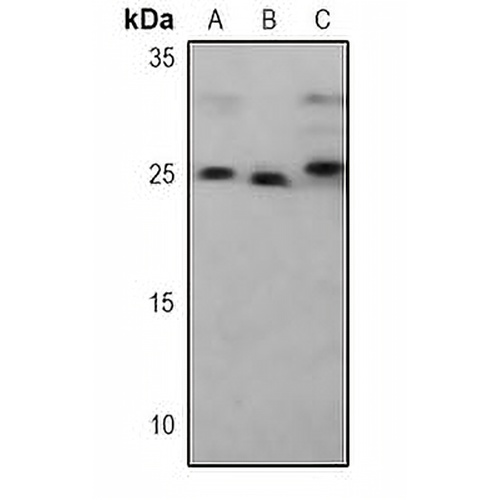 PSMA5 Mouse Monoclonal Antibody(C3750)
