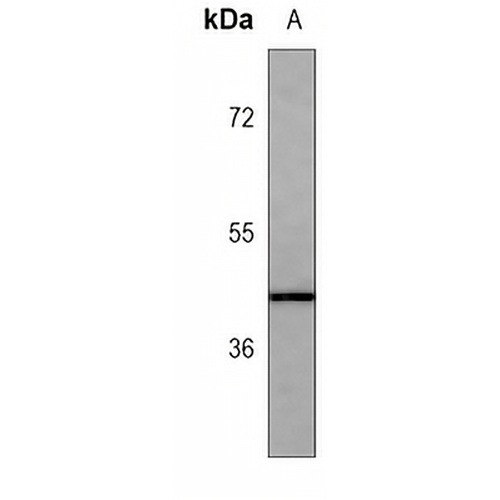 LOX Mouse Monoclonal Antibody(C3751)