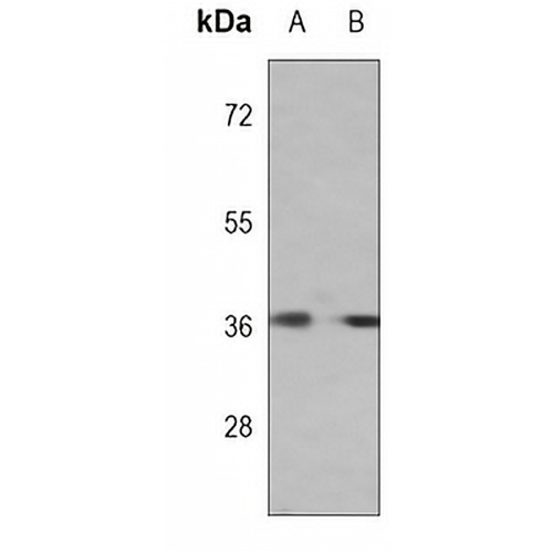 ERK2 Mouse Monoclonal Antibody(C3752)