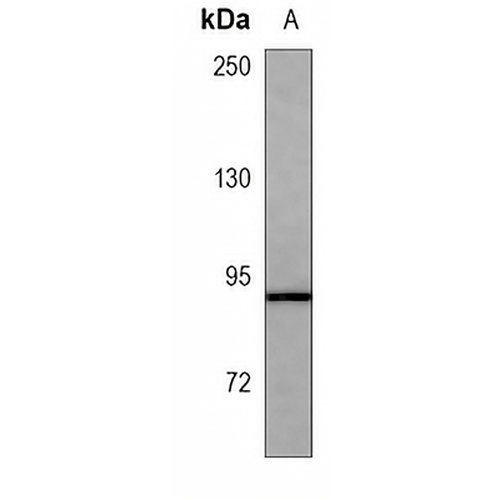 CD34 Mouse Monoclonal Antibody(C3753)