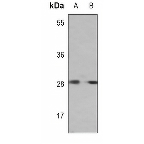 IMPA1 Mouse Monoclonal Antibody(C3756)