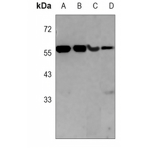 CDC25C Mouse Monoclonal Antibody(C3761)