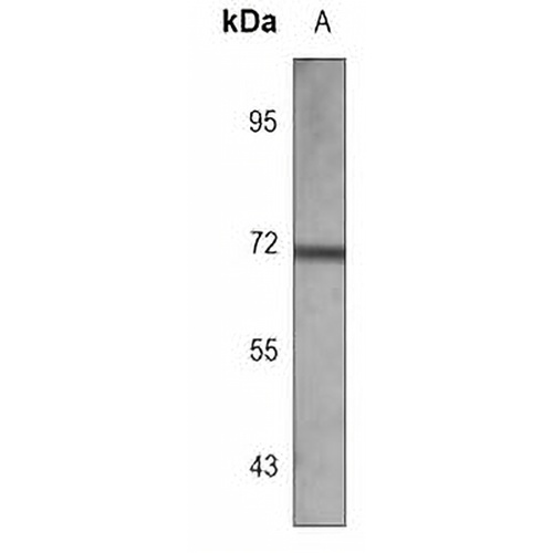 RYK Mouse Monoclonal Antibody(C3768)