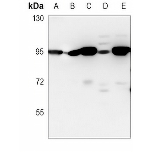 Beta-catenin Mouse Monoclonal Antibody(C3769)