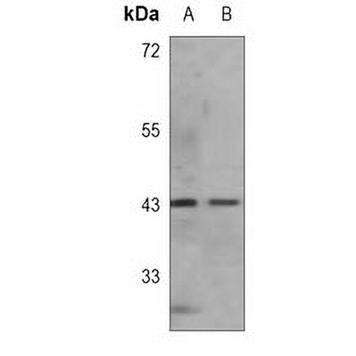 BMI1 Mouse Monoclonal Antibody(C3770)