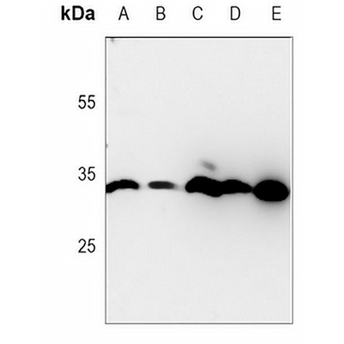 Prohibitin Mouse Monoclonal Antibody(C3771)