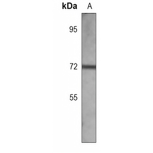 PGHS-2 Mouse Monoclonal Antibody(C3772)