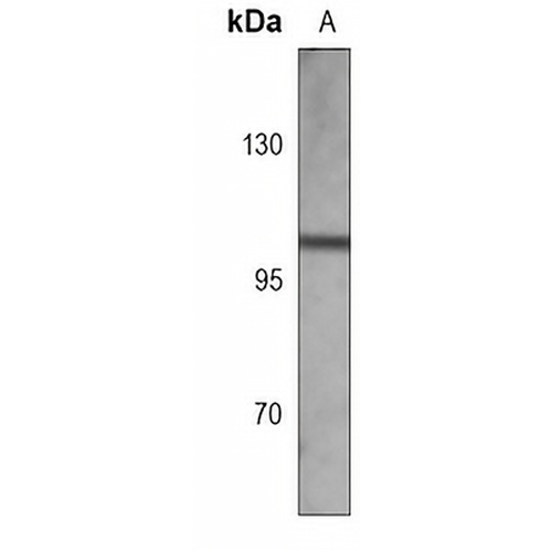 MLH1 Mouse Monoclonal Antibody(C3779)