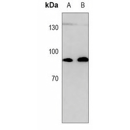 STAT3 Mouse Monoclonal Antibody(C3780)