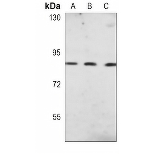 GlyRS Mouse Monoclonal Antibody(C3781)