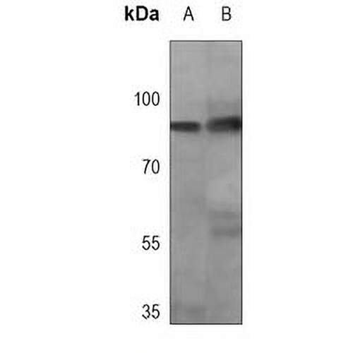 STAT1 Mouse Monoclonal Antibody(C3782)