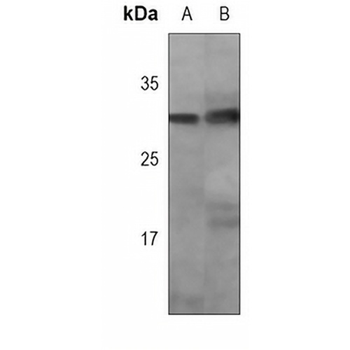 Caspase 3 Mouse Monoclonal Antibody(C3783)
