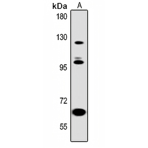 ABL2 Mouse Monoclonal Antibody(C3784)