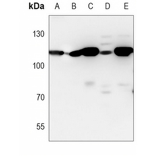 USP5 Mouse Monoclonal Antibody(C3787)