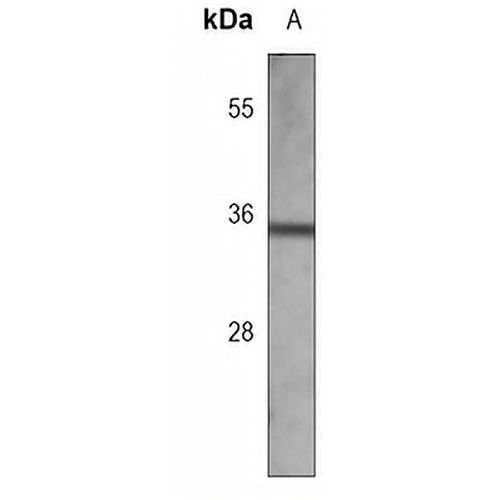 GNPDA1 Mouse Monoclonal Antibody(C3790)