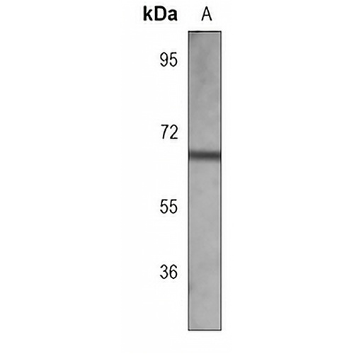 SOX9 Mouse Monoclonal Antibody(C3793)