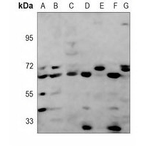 NR2C2 Mouse Monoclonal Antibody(C3794)