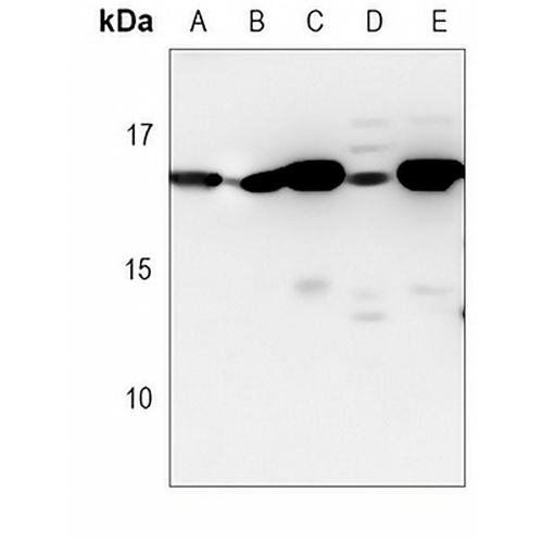 HINT1 Mouse Monoclonal Antibody(C3798)