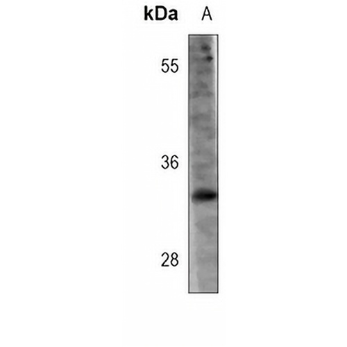 HNMT Mouse Monoclonal Antibody(C3801)