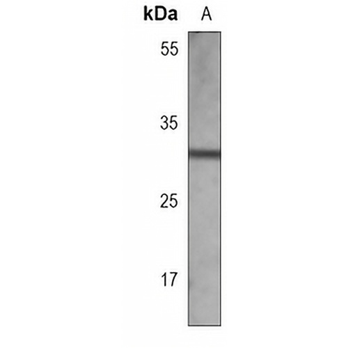 PPT Mouse Monoclonal Antibody(C3806)
