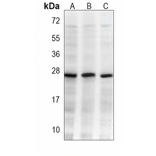 RAB5C Mouse Monoclonal Antibody(C3807)