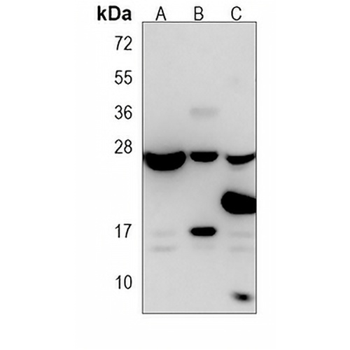 RAB13 Mouse Monoclonal Antibody(C3808)